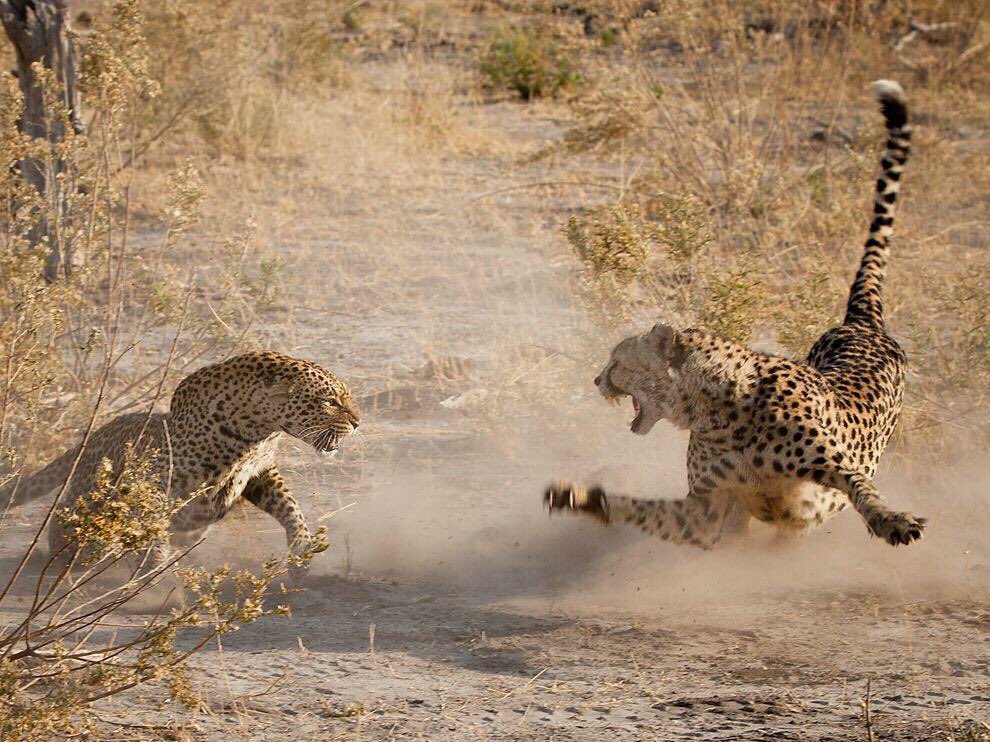 BrandBotswana's tweet photo. #WorldTourismDay only the best safari destination in the world  #Botswana 🇧🇼 https://t.co/YLNFdQvogN