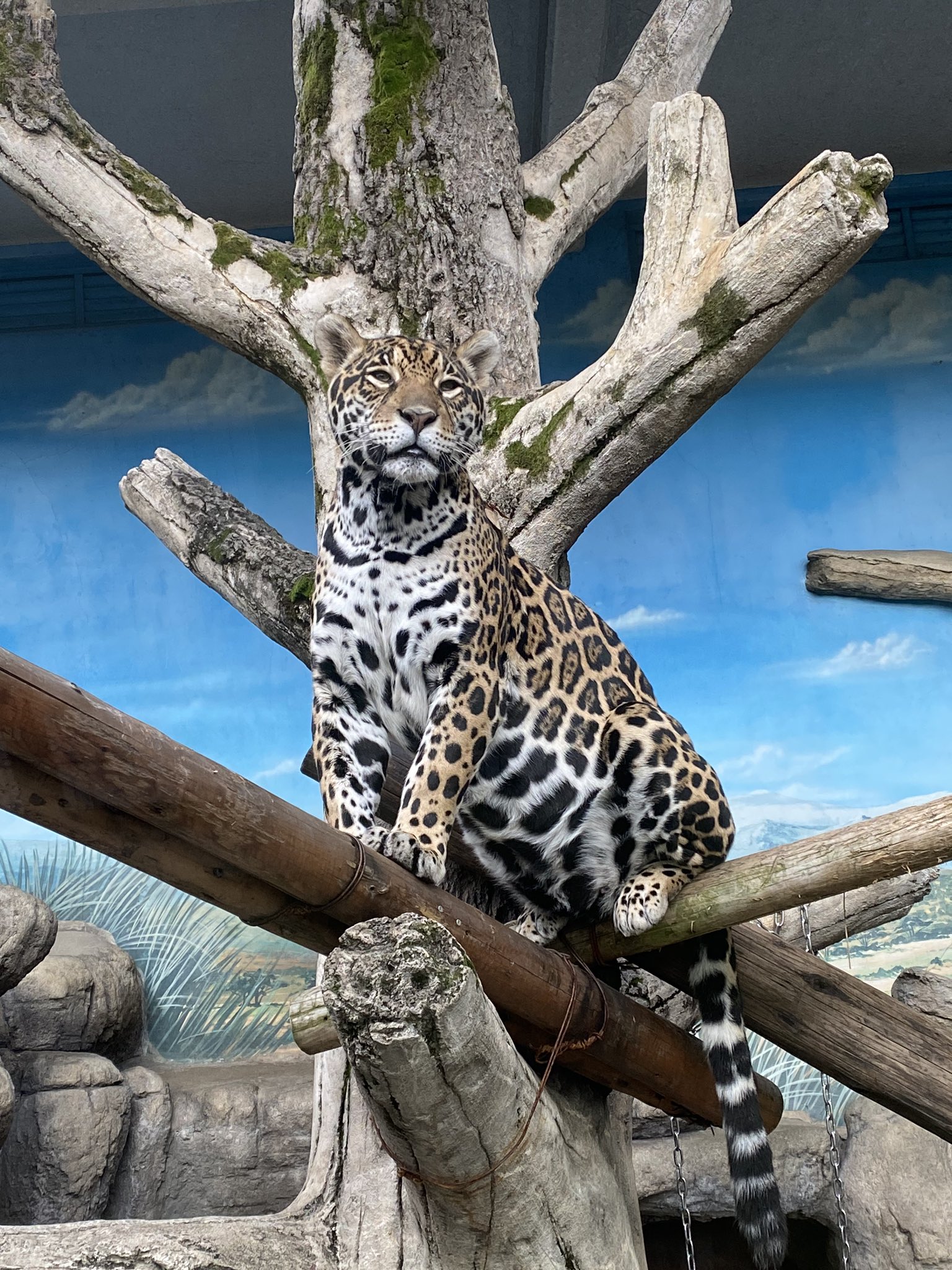動物園写真家 阪田真一 サカタシンイチ 天王寺動物園のジャガーさん カッコいいですよね 横顔に牙 ジャガー ってイメージしませんか 天王寺動物園のジャガーさんはガラスの映り込みもカッコよく撮れるんですよね 天王寺動物園 ジャガー 動物園
