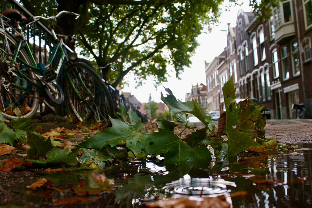 BospolderT photo