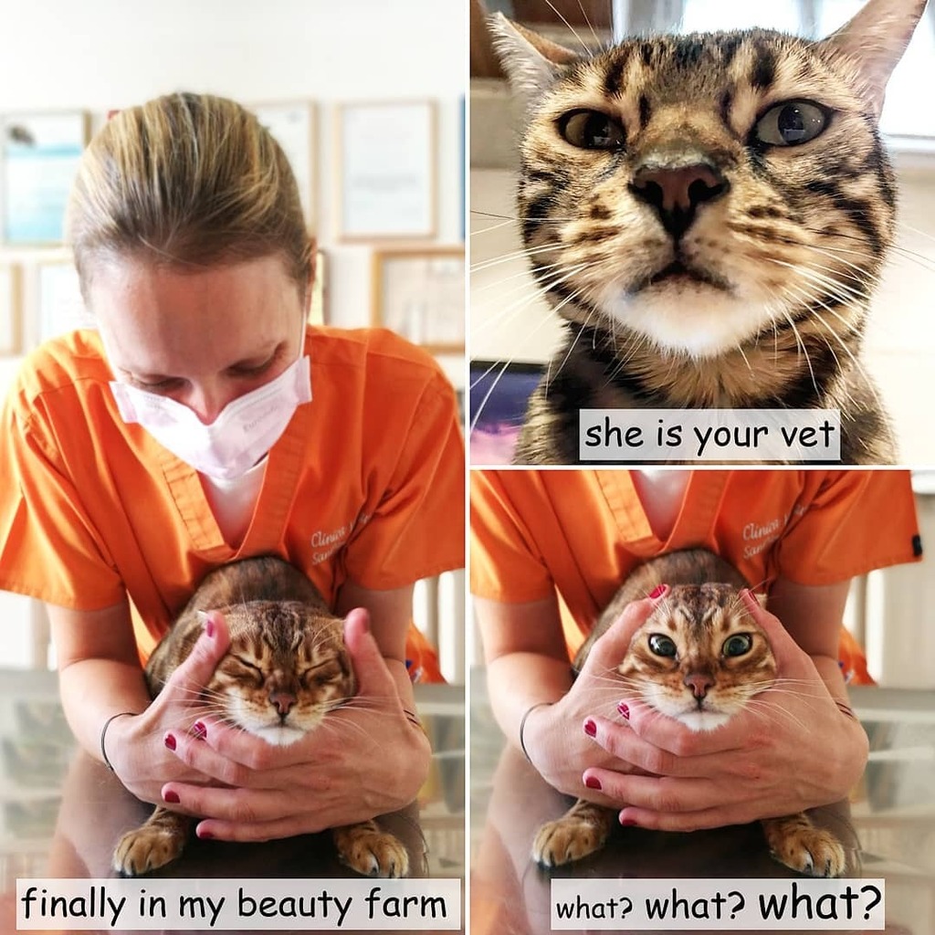 kinusonio's tweet photo. In the meantime in Milano

#bengal #bengal_cats #vet #cat 

@wasabisonio
@clinicaveterinariasantangelo https://t.co/18hk8nPcYU https://t.co/4McyjBKyYK