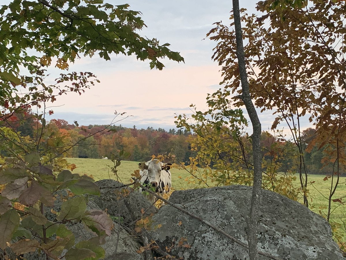 VTAgencyofAg's tweet photo. Good Morning #VT. Perfect day to visit those maples. The foliage is popping in 2020. https://t.co/xOwGTFQzmx #maple100 #rootedinvt #thinkvt πππ https://t.co/ZIa46fA4xW