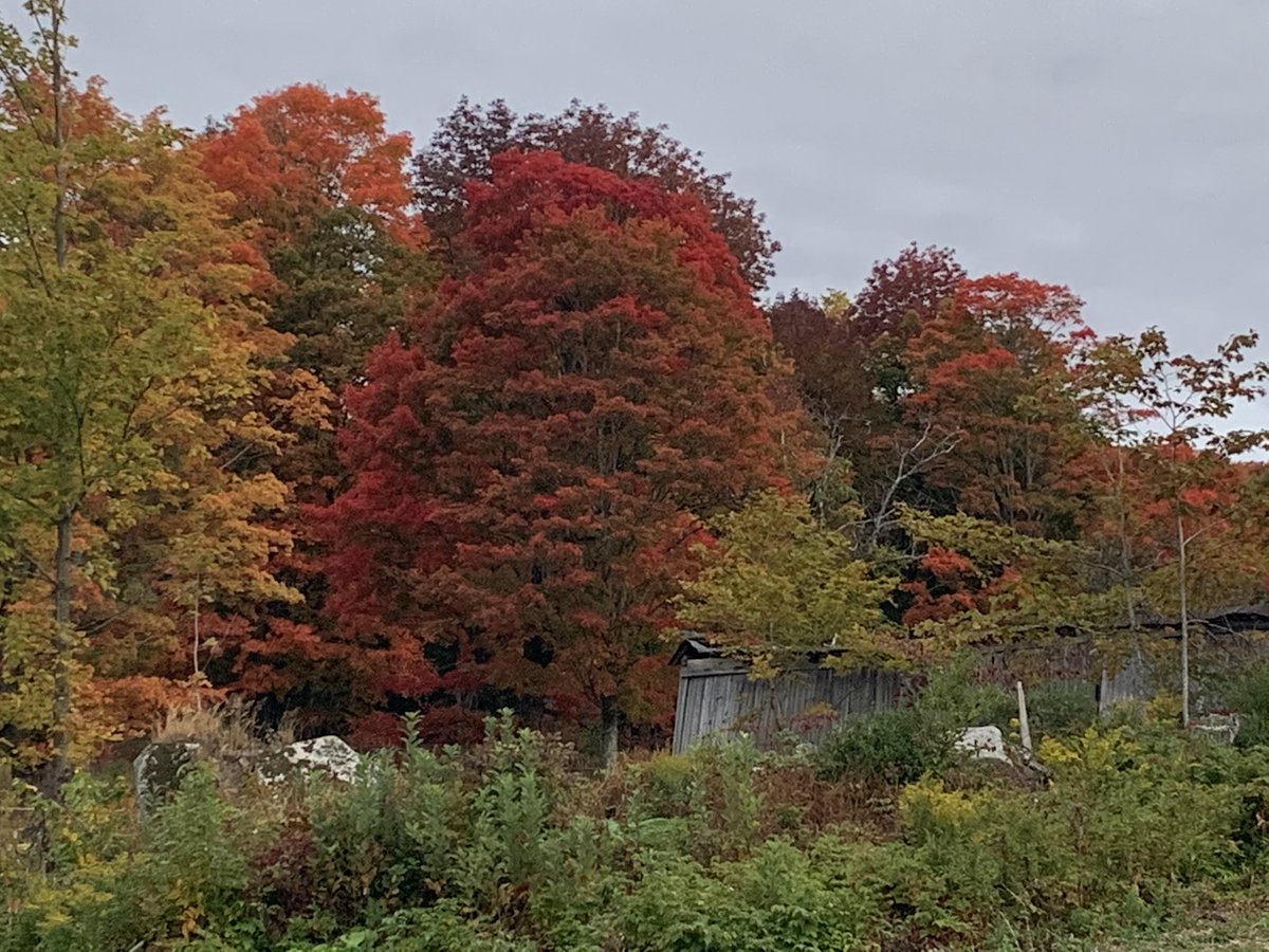 VTAgencyofAg's tweet photo. Good Morning #VT. Perfect day to visit those maples. The foliage is popping in 2020. https://t.co/xOwGTFQzmx #maple100 #rootedinvt #thinkvt πππ https://t.co/ZIa46fA4xW