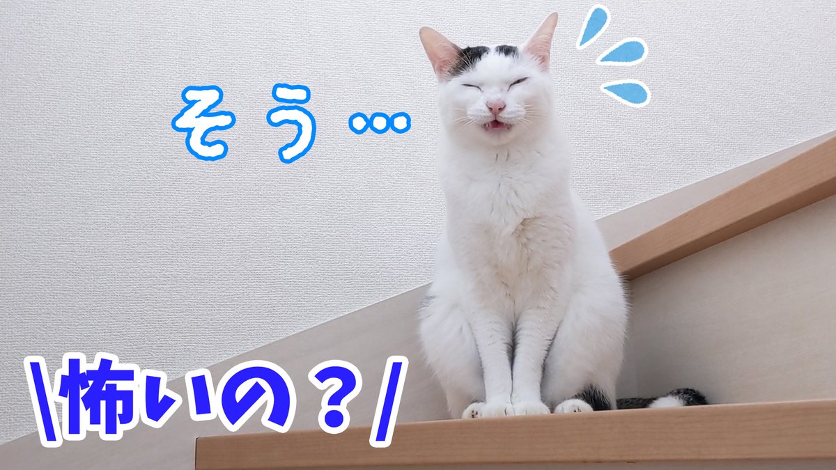 ねこほうママ 今日の動画です ルンバに警戒しつつもママに呼ばれたら喜んで来るお喋り猫 今日もチロさんたくさん喋ります T Co T2f6jwhxgk 猫 Youtube ねこほうママ 今日の動画です ルンバに警戒しつつもママに呼ばれたら喜んで来るお喋り猫 今日もチロさんたくさん喋ります T Co T2f6jwhxgk 猫 Youtube