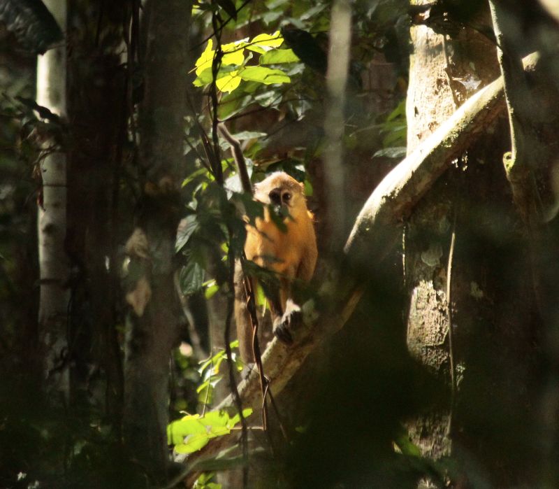 free-living golden-bellied mangabey; photo credit Matthew Stritch