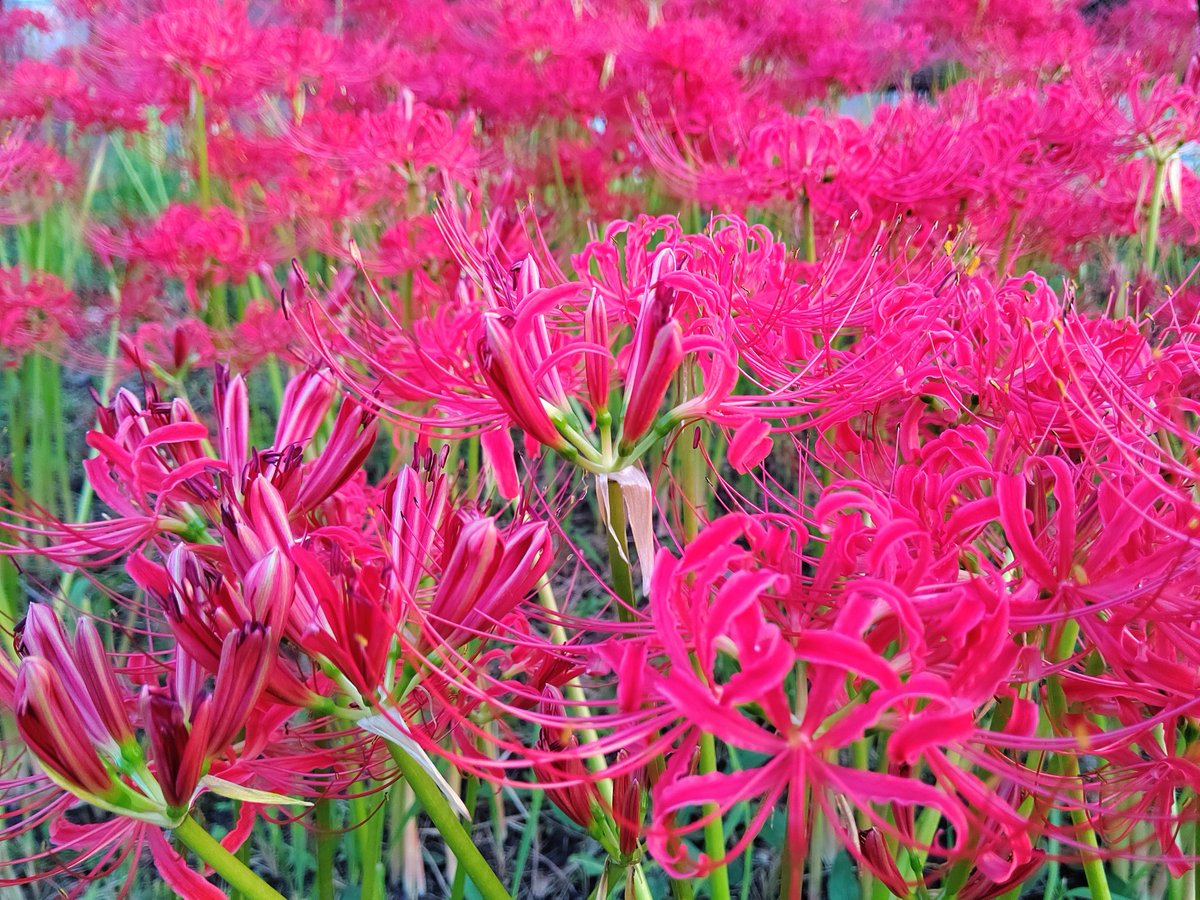 廣瀬 涼 Ryo Hirose 通知不具合 Pa Twitter 今日もお疲れ様です Photo 寝屋川公園にて撮影 9 27 Flower 彼岸花 Aquos 高画質 Tlを花で一杯にしよう 写真好きな人と繋がりたい ファインダー越しの私の世界