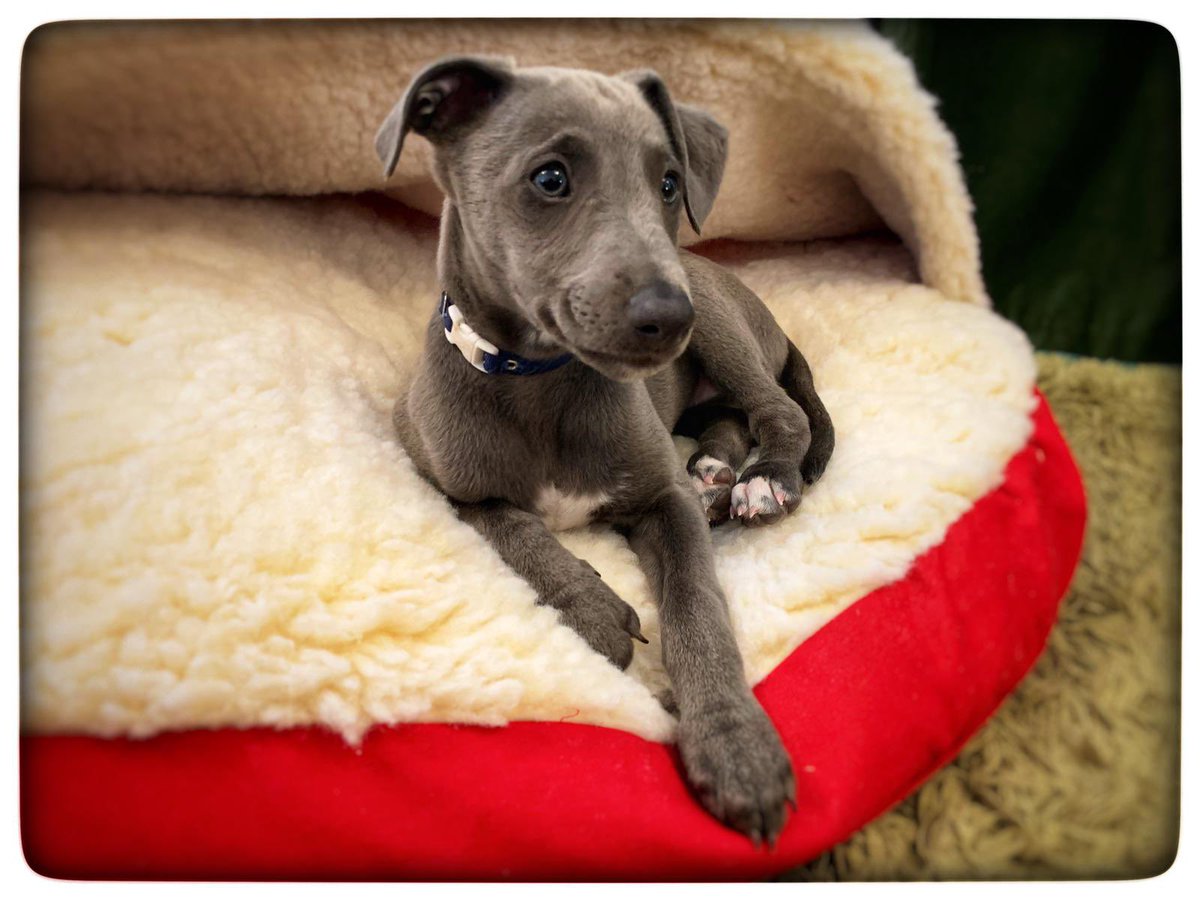 Emma Inch tweet media