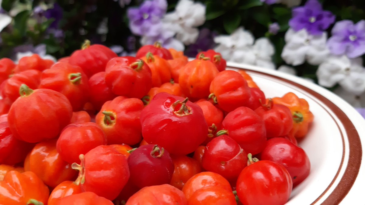 fotos_porai's tweet photo. Andando e fotografando poraí! #Marau #fotos #frutas #pitangas #delicia https://t.co/SBJYV714Ay