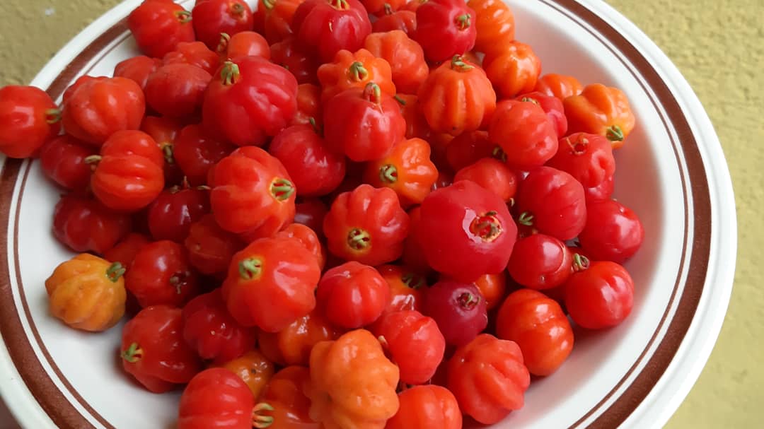 fotos_porai's tweet photo. Andando e fotografando poraí! #Marau #fotos #frutas #pitangas #delicia https://t.co/SBJYV714Ay