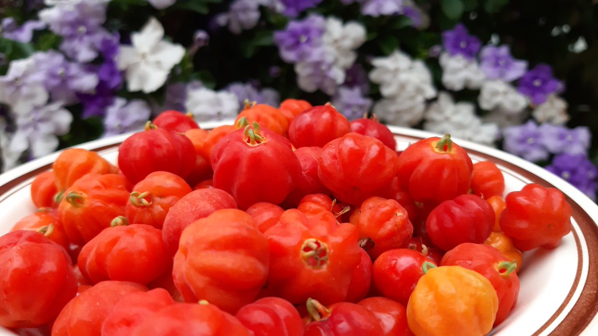 fotos_porai's tweet photo. Andando e fotografando poraí! #Marau #fotos #frutas #pitangas #delicia https://t.co/SBJYV714Ay