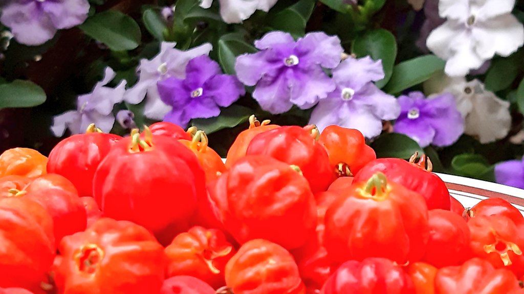 fotos_porai's tweet photo. Andando e fotografando poraí! #Marau #fotos #primavera #flores #frutas #pitangas #delicia https://t.co/cMQNryEFCT