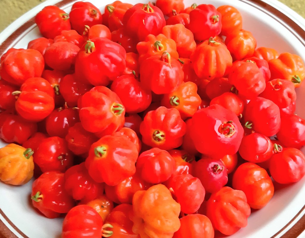 fotos_porai's tweet photo. Andando e fotografando poraí! #Marau #fotos #primavera #flores #frutas #pitangas #delicia https://t.co/cMQNryEFCT