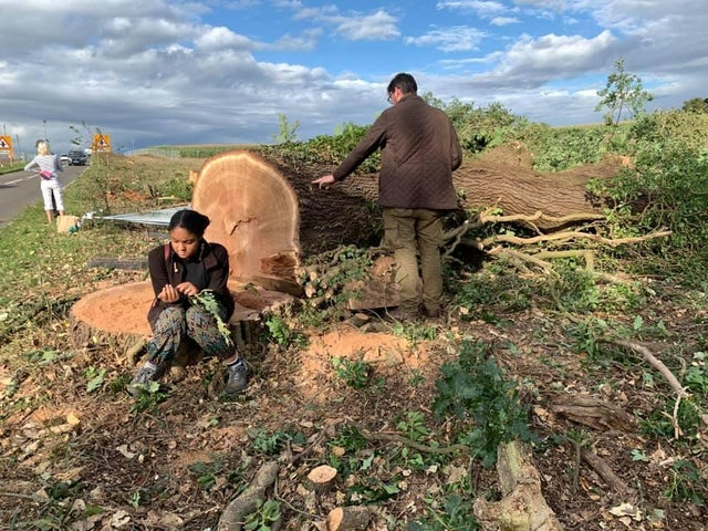 HHMU_Banksia's tweet photo. #THIS... 

#Proposed #TreeOfTheYear 

#CutDownInItsPrime 

#WayBeyondHeartbreaking 

@mikecoulson48 @redfeatherheat1 @DuncanHarkis @H46688622Hawk @Zoompad https://t.co/zs0Gt1867N