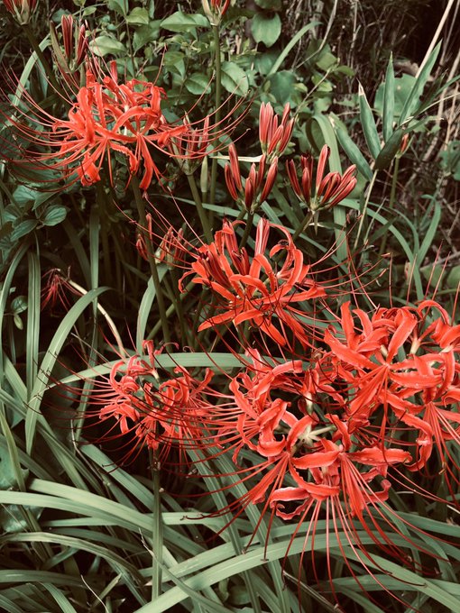 雨宮蓮 「『ペルソナ5』 9周年おめでとうございます 最新・5年前・何も