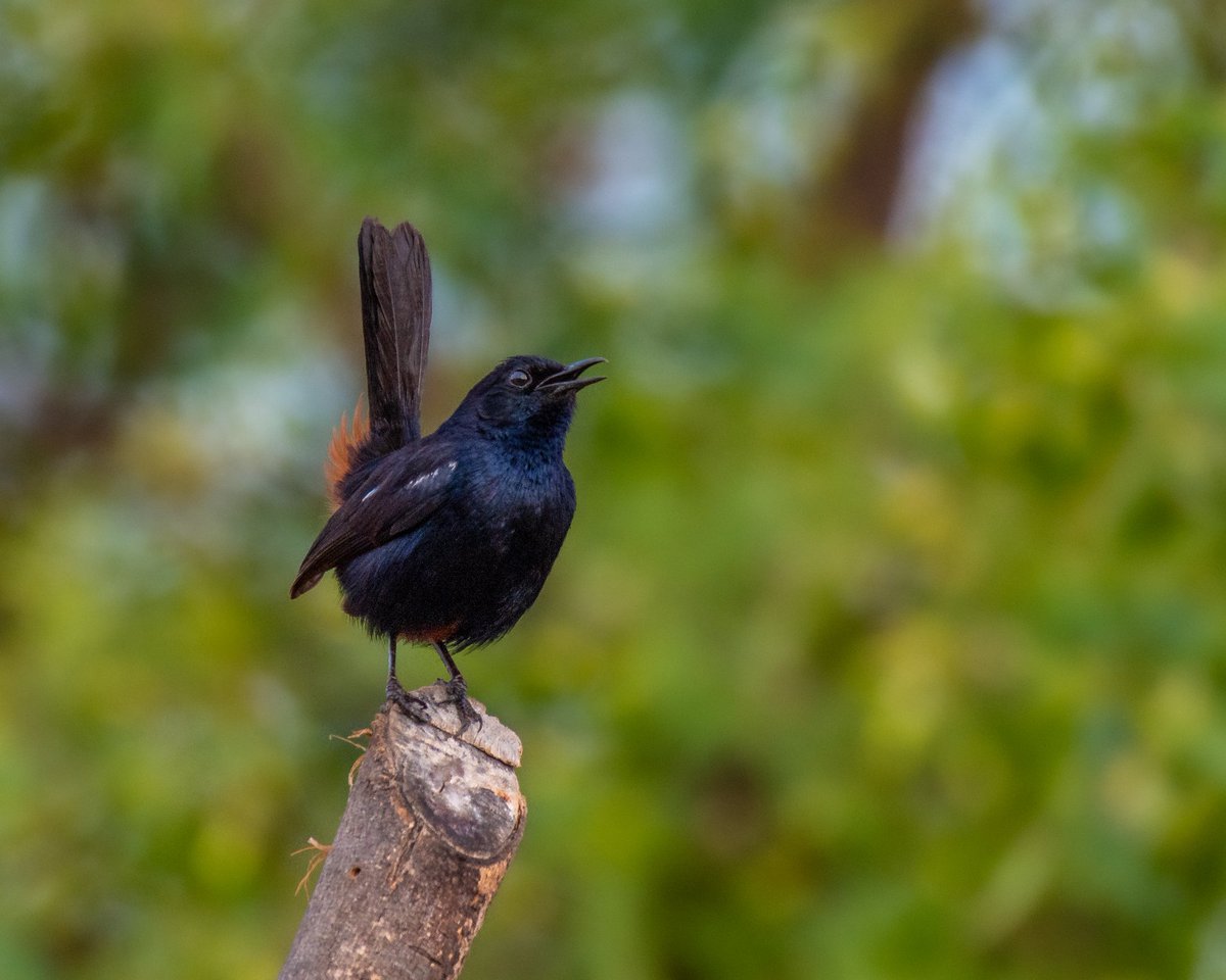 PothuPawanReddy's tweet photo. Expression Of 2020 😟😕🙁
The Indian robin (Copsychus fulicatus ) is a species of bird in the family Muscicapidae !!
.
.
Nikon D7500
Nikkor 200-500mm
D.O.C : 05.06.20
.
.
#wildlife #photography #birdphotography #PothuPawanReddy #birds #NaturePhotography #COVID19 #life https://t.co/9MLi3Swsnh