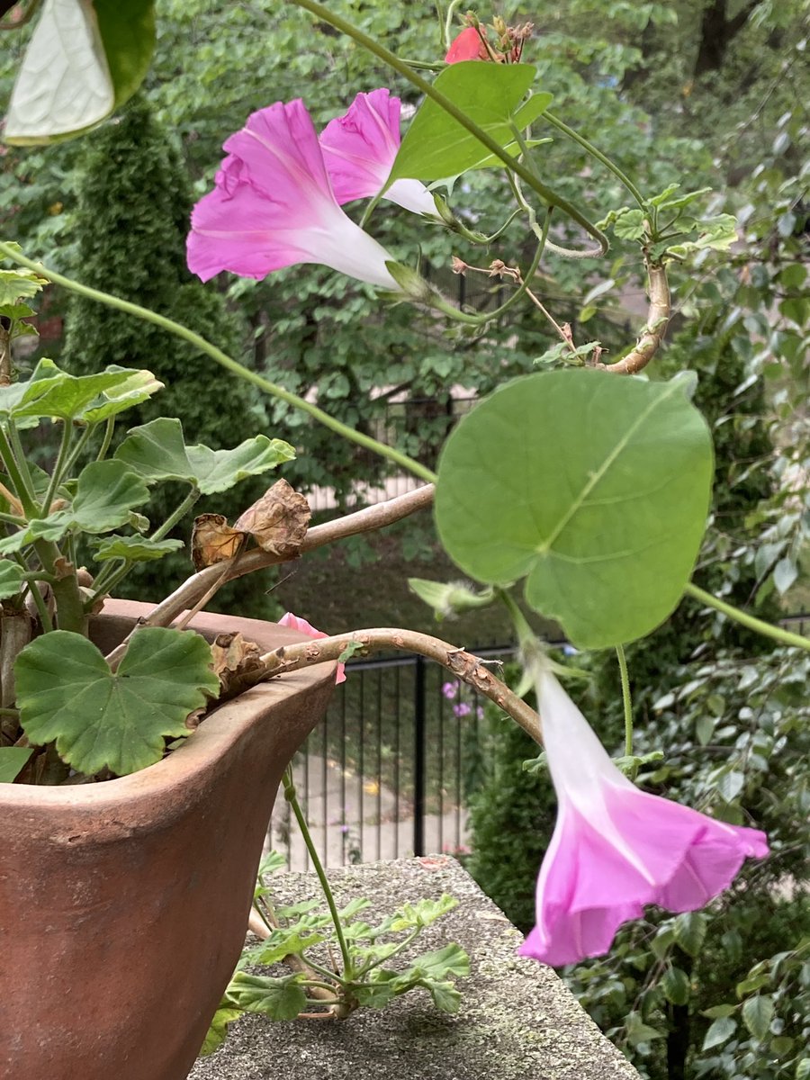 MichelleKogan's tweet photo. 3 morning glories.
gift us goose-bump-breath, sun’s strength,
and falls taste for change
©️ 2020 Michelle Kogan #poeticdiversion #haikuforhope #gratitude #MorningGlory #poet https://t.co/RUBtWdROQG