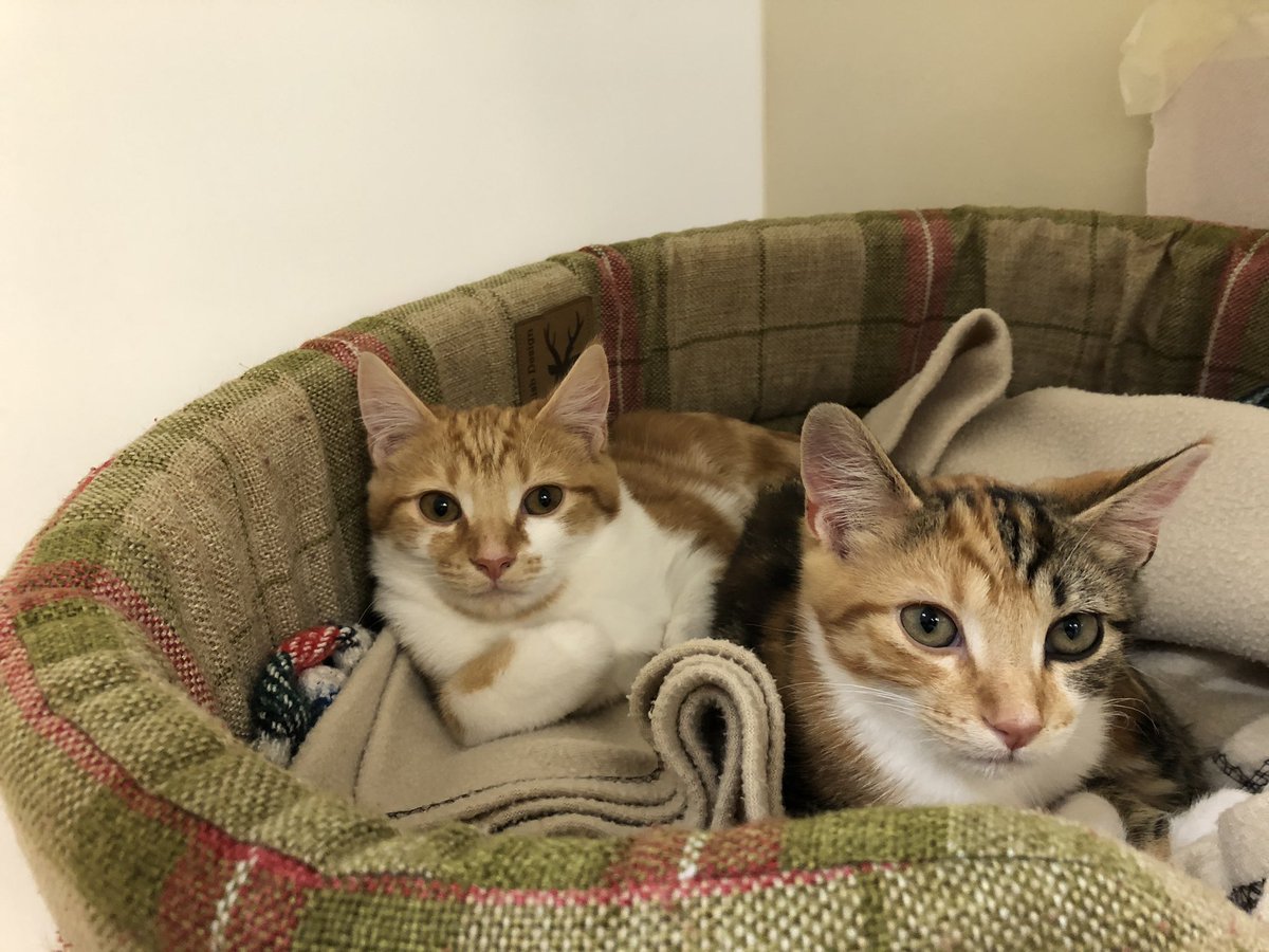 Houdini and Pebbles are off to their new home! 🎉 These stray kittens are still very nervous (after a rocky start to life) but we are sure that they are going to be spoilt rotten from now on! 😺 #AdoptDontShop @RSPCAStapeley @RSPCAOfficial @thisisthecat