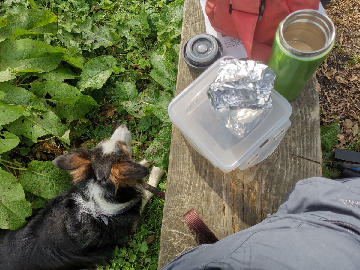 CandyBench's tweet image. This is not a good bench everyone. Not deep enough and I have fallen out the other side😔 #bordercollie