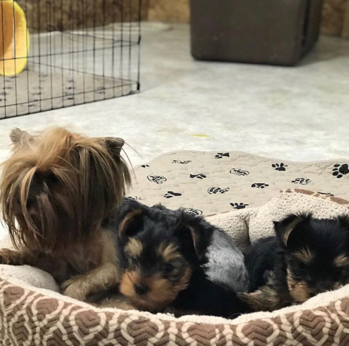 YorkiesFor's tweet photo. .#yorkiegram101 #morkie #proudyorkies_feature #yorkiesofficial #yorkiestagram #instayorkie #maltese #morkiesofimstagram #terrier #yorkiesofig #ilovemymorkie #yorkieoftheday #yorkiepuppy #smalldog #yorkie #yorkshire #yorkiegram #uk #unitedstates #us #germany #california #newyork https://t.co/JQfhUNlwKG