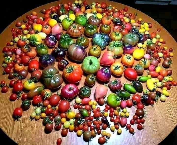 Bir resimde 500 çeşit domates.