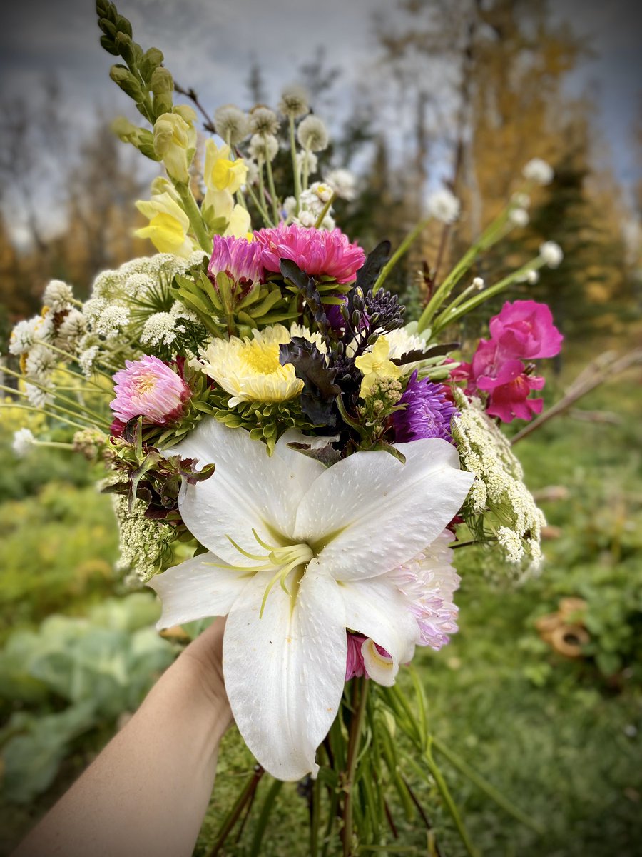 Happy Sunday! #flowerlovers #cutflowers #flowergarden #notillflowers #alaskaflowers #cuttinggarden #Flowers