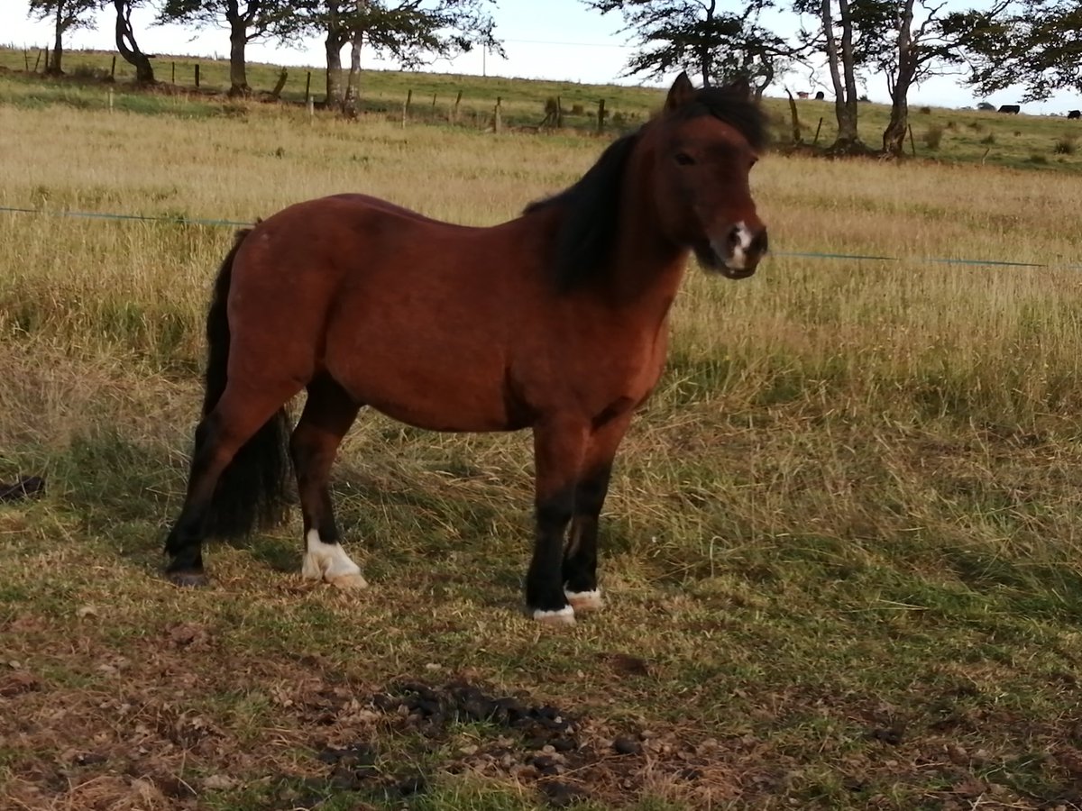 Chico is enjoying the last of the day's sunshine 🌞 He is starting to get fluffy for Winter ❄️ #WinterWoolies #FluffyPony