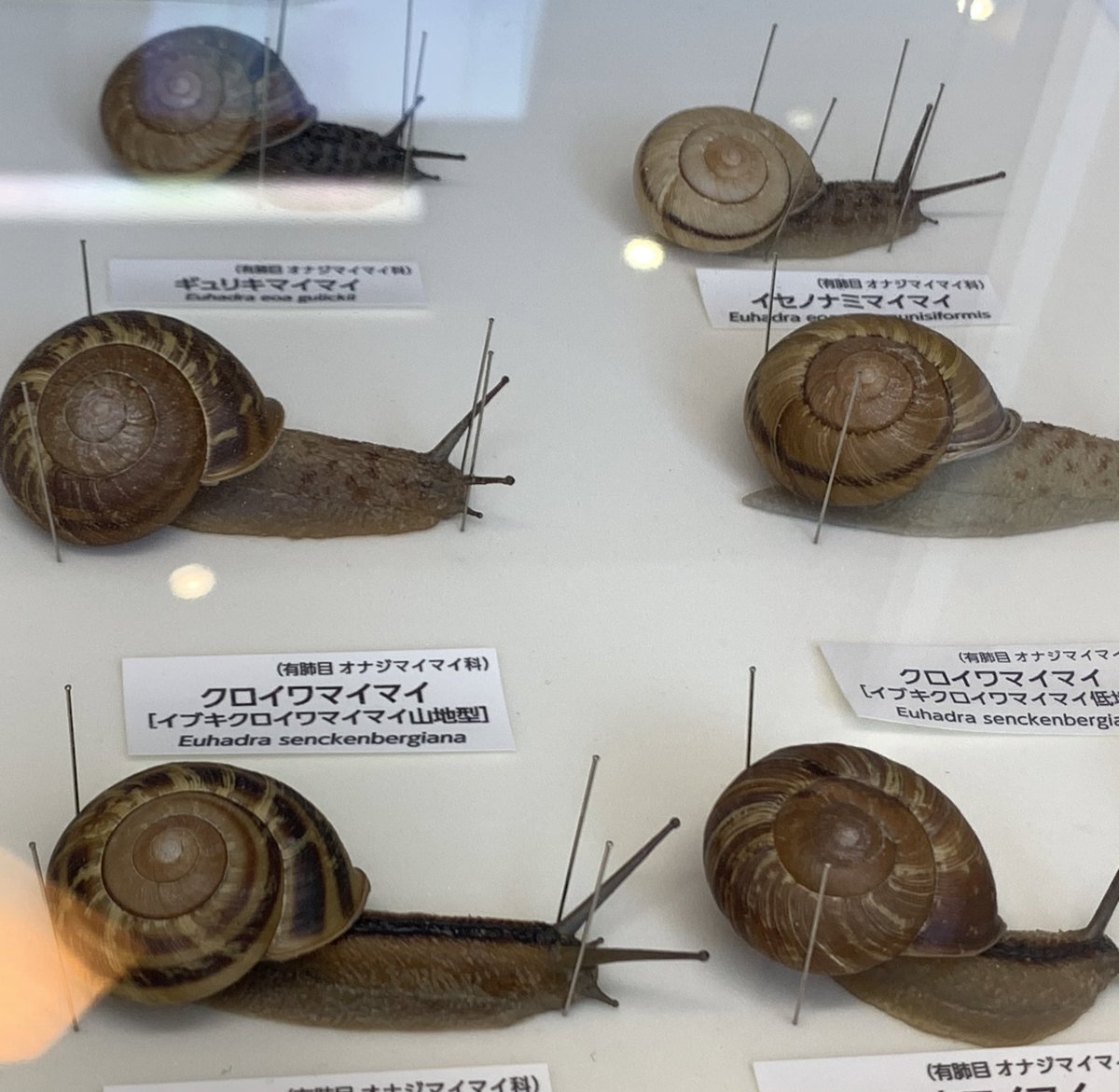 カタツムリの標本ってすごいですなー。エタノールかな。