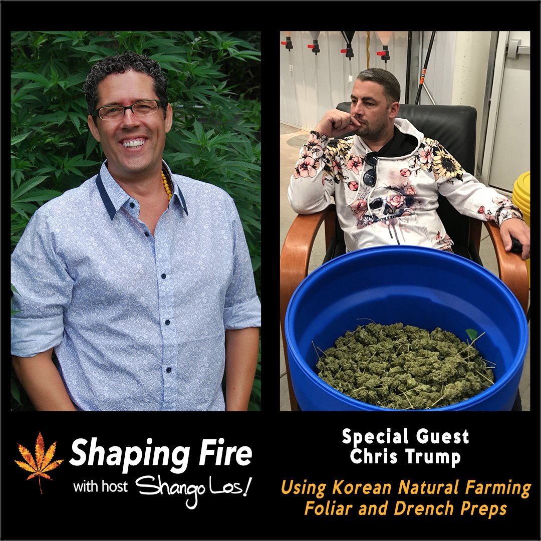 ShapingFire's tweet image. On @ShapingFire, host @ShangoLos talks with Certified Master Natural Farmer Chris Trump about how best to use Korean Natural Farming preparations, how to blend them, and how small amounts can have such substantial impacts on plants. ShapingFire.com