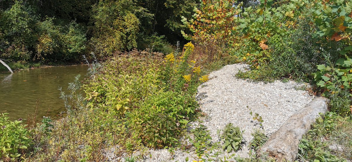 HuberRob's tweet image. Spiny softshell turtles need special habitat for nesting, basking and nursery. Walk softly, take only memories
#AntlerRiverRace @H2OAlliance