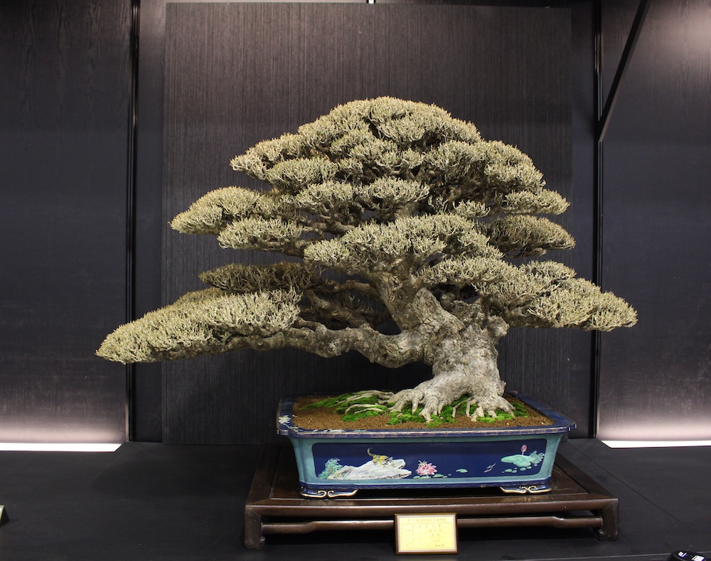 bonsaiempire's tweet image. Beautiful #bonsai on display at the Hwa Fong