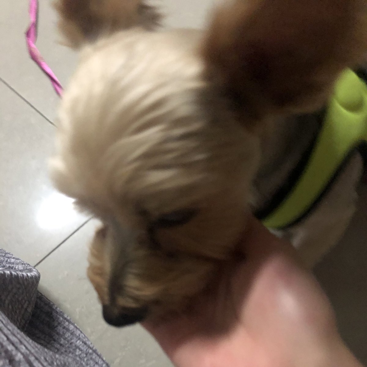 _dearMarch's tweet image. 손! 하니까 얼굴도 주고 손도 주고 머리도 주고 다 주는 멋진 강아지... #유기견 #임시보호 임보처구해요