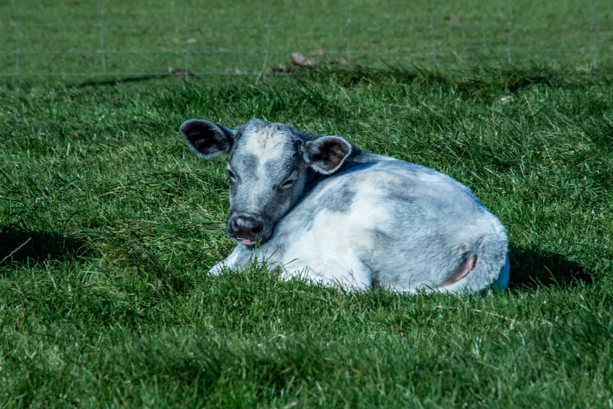 CotswoldFarmPrk's tweet photo. We welcomed new life onto our farm this week...

...in the form of two beautiful Albion calves.  

Albion cattle are among the rarest of breeds you'll find around our park. 

https://t.co/kIcMr09Y8y

#britishfarm #albioncows #conservation #rbstwatchlist https://t.co/quWUJolSzL
