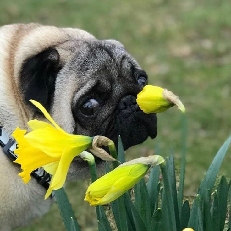 NaturalDogCo's tweet photo. She thinks I'm smelling this flower, but really someone peed on it. @eddthepug https://t.co/KsebghIrDy