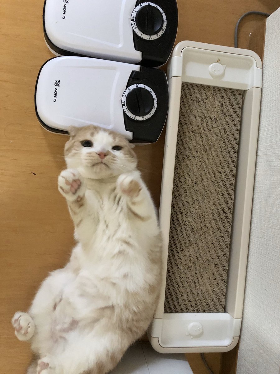 nemotopudding's tweet photo. なんなんだよセンシティブって、もう聞き飽きたよセンシティブ https://t.co/3Bmh6ZP12y