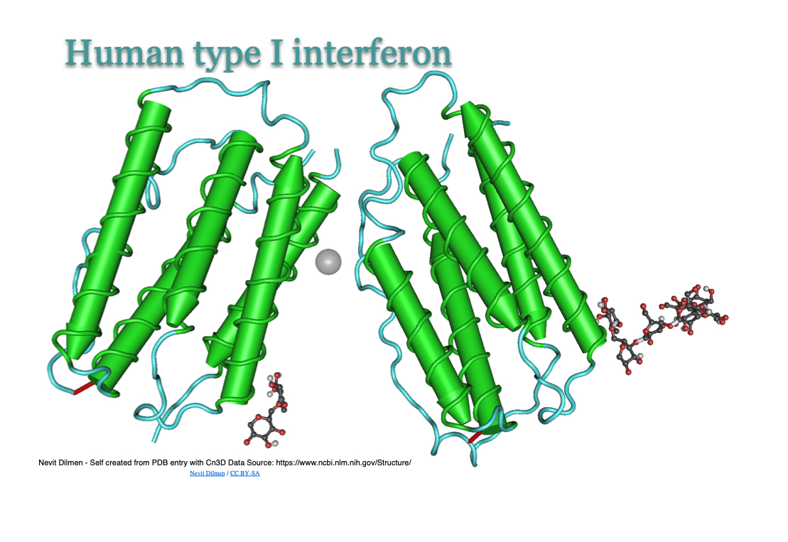 MikeonNet's tweet image. Critical Finding in COVID-19: Flawed interferon response spurs severe illness science.sciencemag.org/content/369/65…