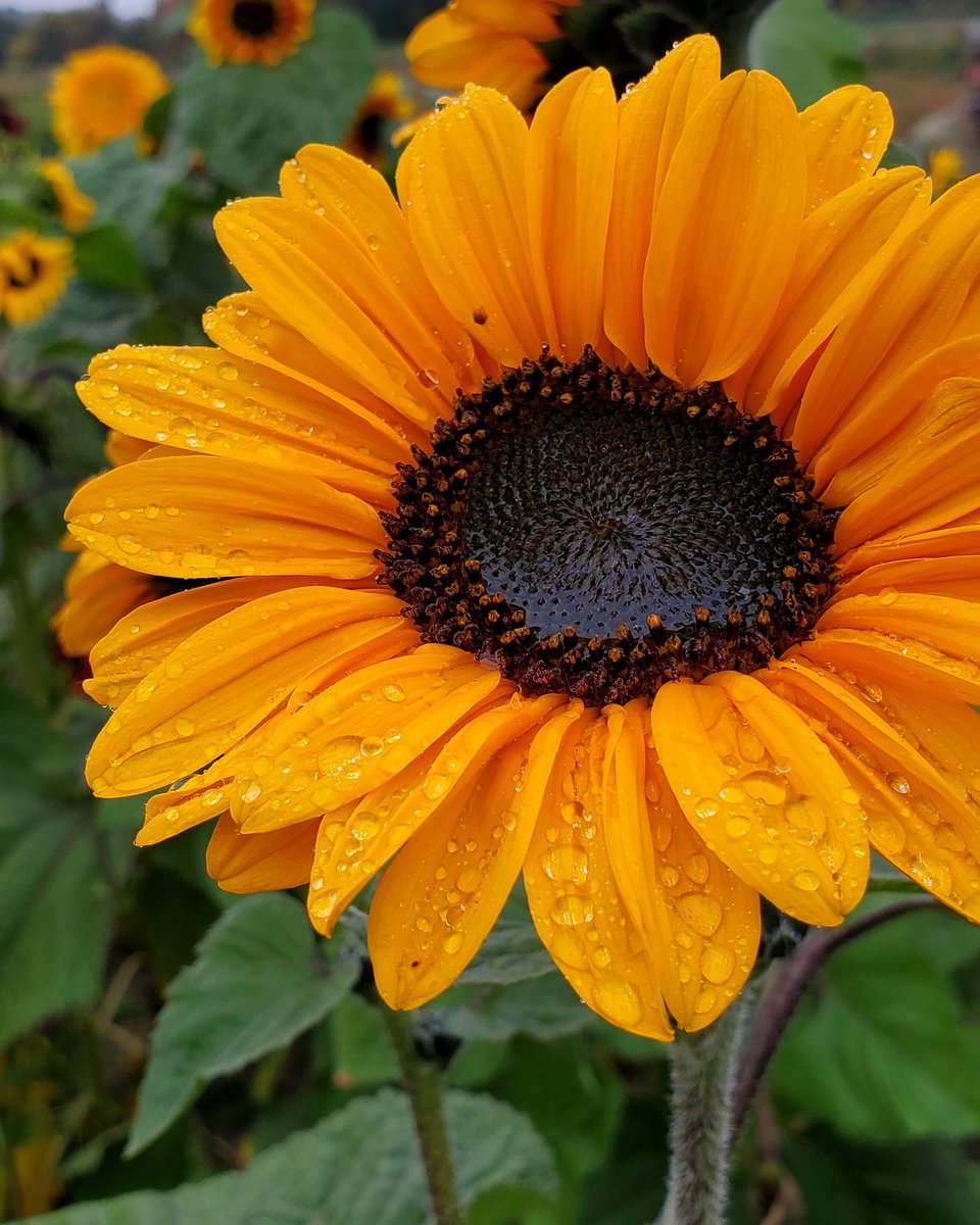 Sarah O'Fee tweet media