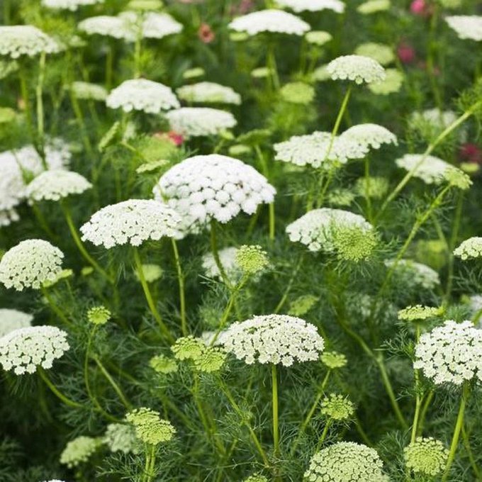 1 pic. My mother’s favorite “flower” is Queen Anne’s Lace. A wild flower much like my mother. . At times