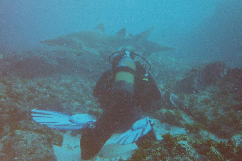 Some grey nursesharks, or "raggies" as they call them in SouthAfrica, cruising by. They are usual pretty tranquil, I never seen one show any signs of aggression at all