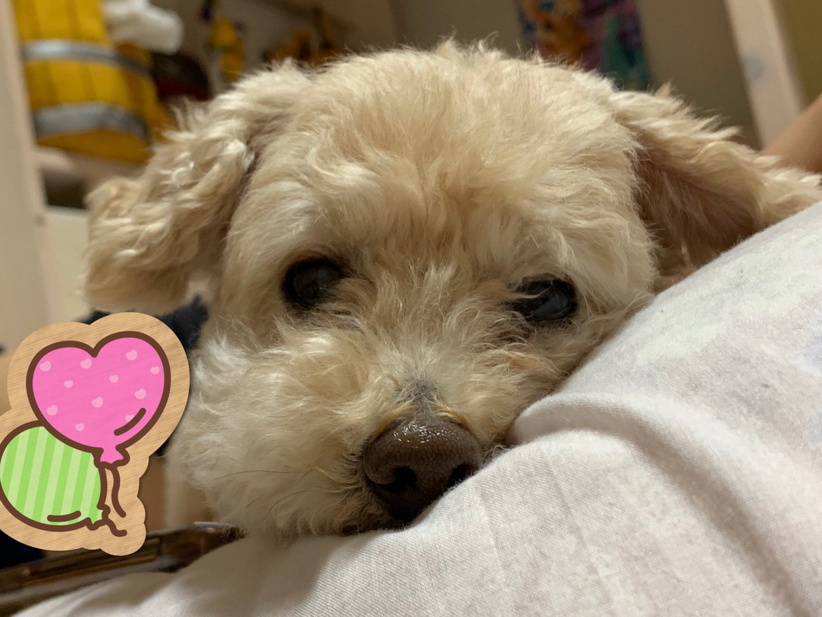 涼しくて気持ち良くなったね〜♫
ウトウトしてるとこ可愛くって見てるの好きだな〜☺️❤️
#トイプードル
#秘密結社老犬倶楽部
#犬のいる暮らし
#胆泥症