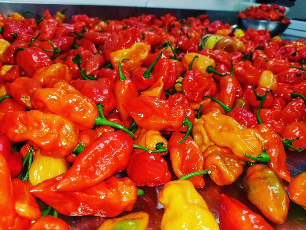 GordzHotSauce's tweet photo. 🇨🇦🇨🇦🇨🇦🇨🇦🇨🇦🇨🇦🇨🇦🇨🇦🇨🇦We picked a few beauties, many more to pick here at @GordzHotSauce #hotpepper #farm 
#seedtobottle #allnatural #hotsauce #saucepiquante #Gordz #shoponline #BuyCanadian #supportsmallbiz #farmtotable #sauce #realfoodrealsimple 
https://t.co/I2DZCZHx9m 
🇨🇦🔥🌶🌱 https://t.co/lHZJMEPoJv