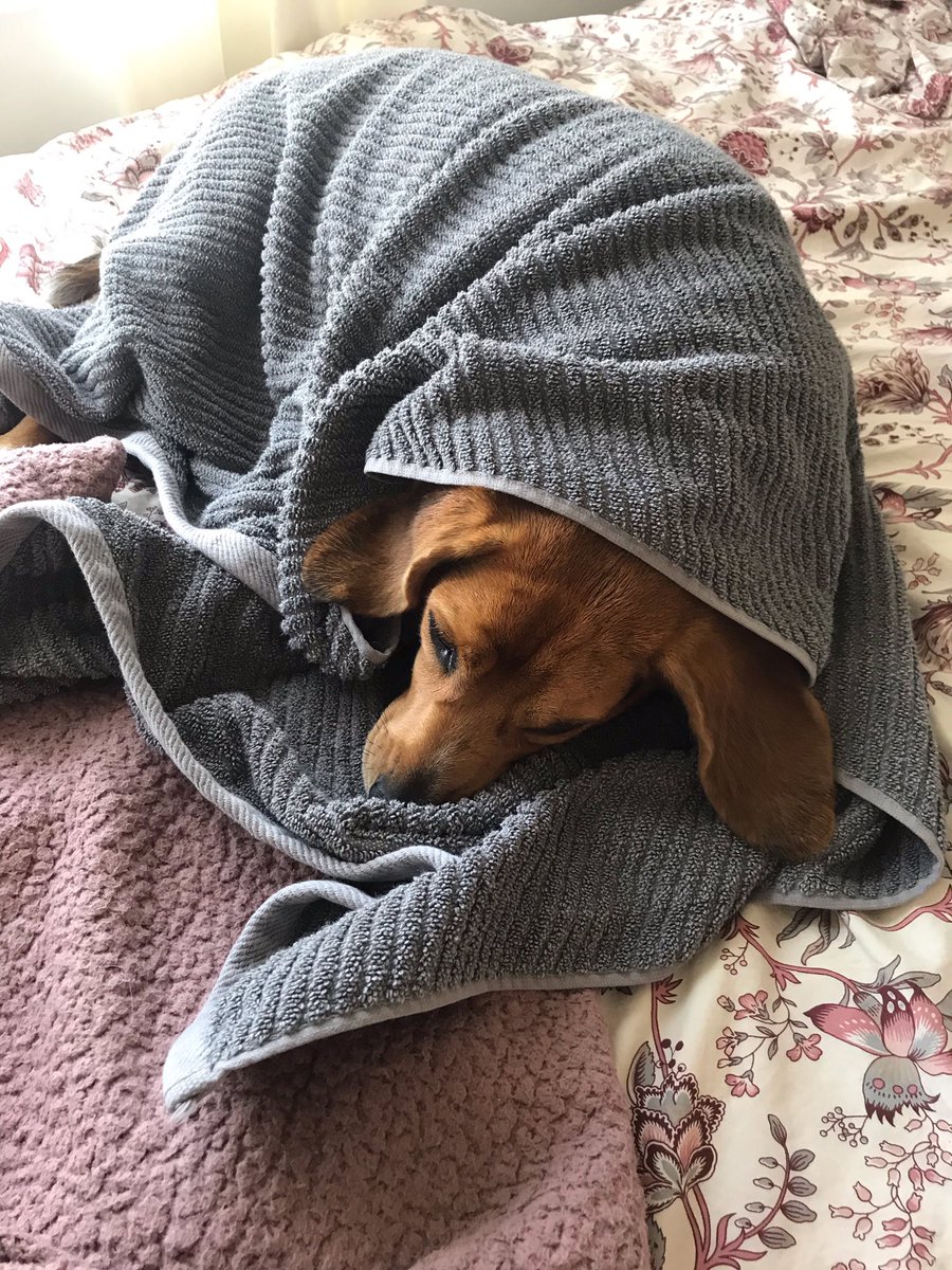 So ... this happened. #beagle #bathtime #Iwasnotdirty #stillcute #dogsoftwitter @beaglefacts