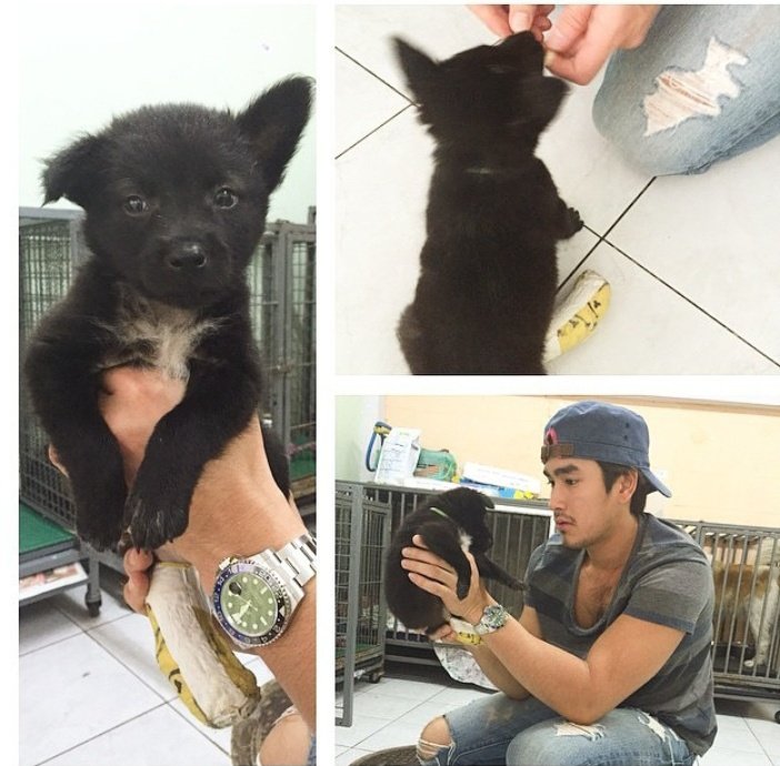 Meet Yenyen, Nadech's three legged rescue dog  She's his baby princess!Watch this video as he talked about how he got her and decided to make her his  (plus a lil NY fin from this vid too haha) #ณเดชน์  #nadech  #kugimiyas