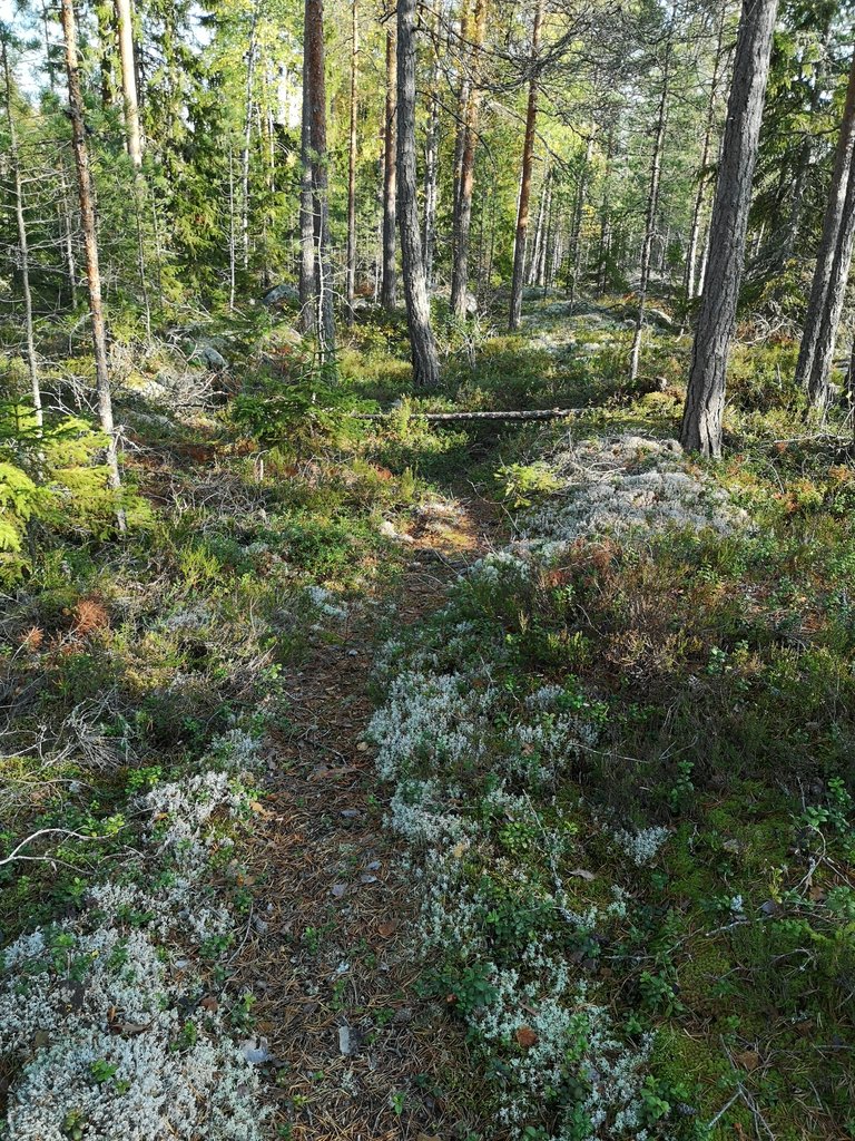Metsäterapiaa ❤️🌻 kaupan päälle puolukoita ja suppiksia 😁
