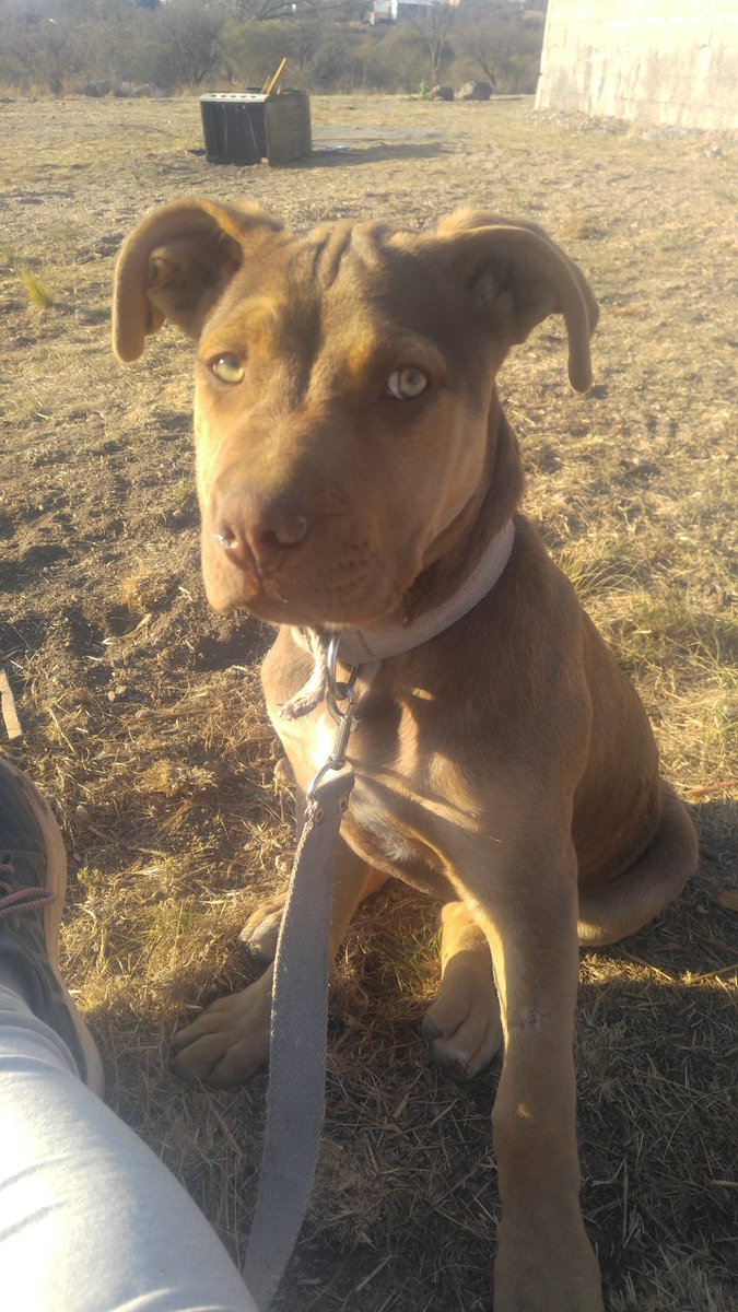 R5Suarez's tweet photo. Mi Kira Bonita 💞 https://t.co/cRNs7HjJxr