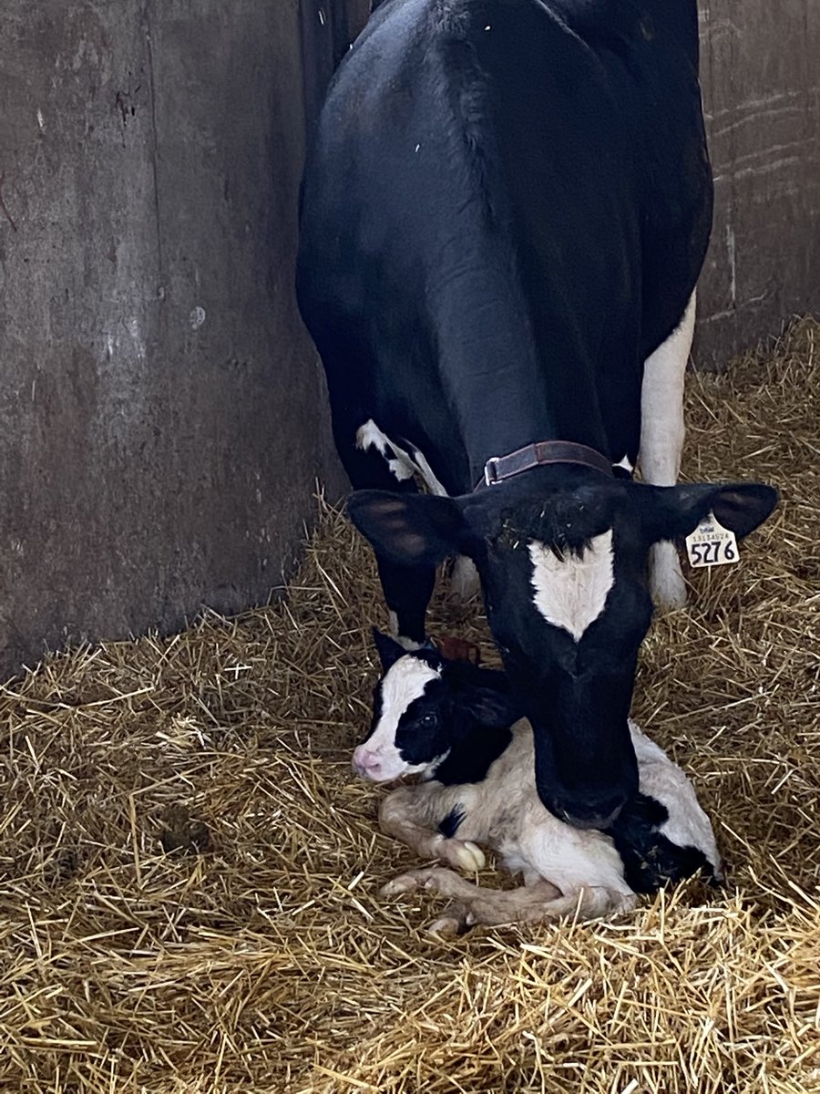 BoersenRoger's tweet image. Sixth one this weekend. Heifer calf, healthy mom. That’s great we got incentives to fill.