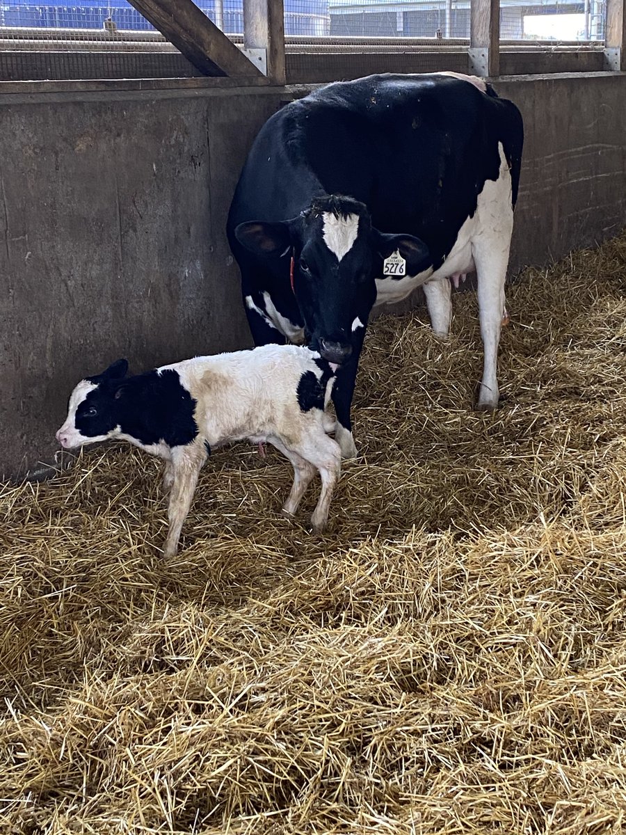 BoersenRoger's tweet image. Heathy little girl standing 10 minutes after birth.