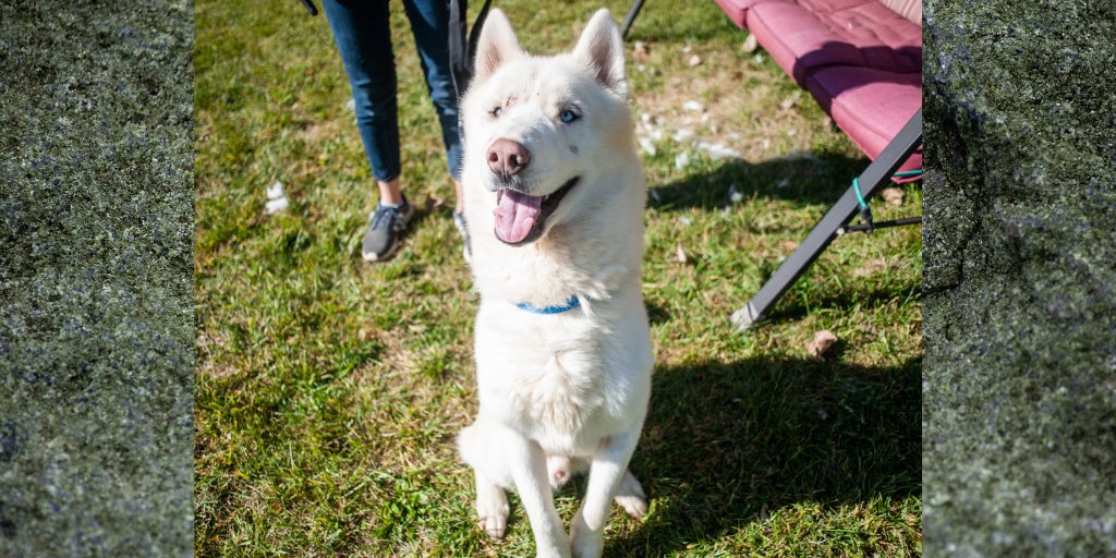 Pawscrossedny's tweet photo. With those baby blue eyes and beautiful white coat Bevis is one handsome guy! But he's not all looks. He also has the sweetest personality. If you start scratching him in the right spot he'll happily flop onto his back and let you rub his belly. https://t.co/N7jZapBku0 https://t.co/MT6wZ0U1A5