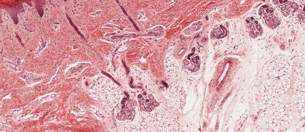 embryoprof's tweet photo. Gahhhhhh!!! Look at those ducts! Thank you @VMDatabase for such AH-mazing images! #integument #glands #coils #histology https://t.co/gHGgS3vfRb