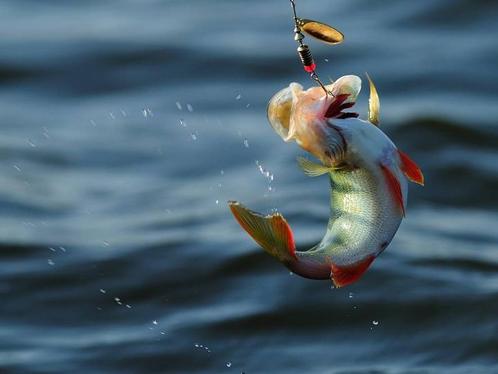 #fishing #fish #FishermansFriend