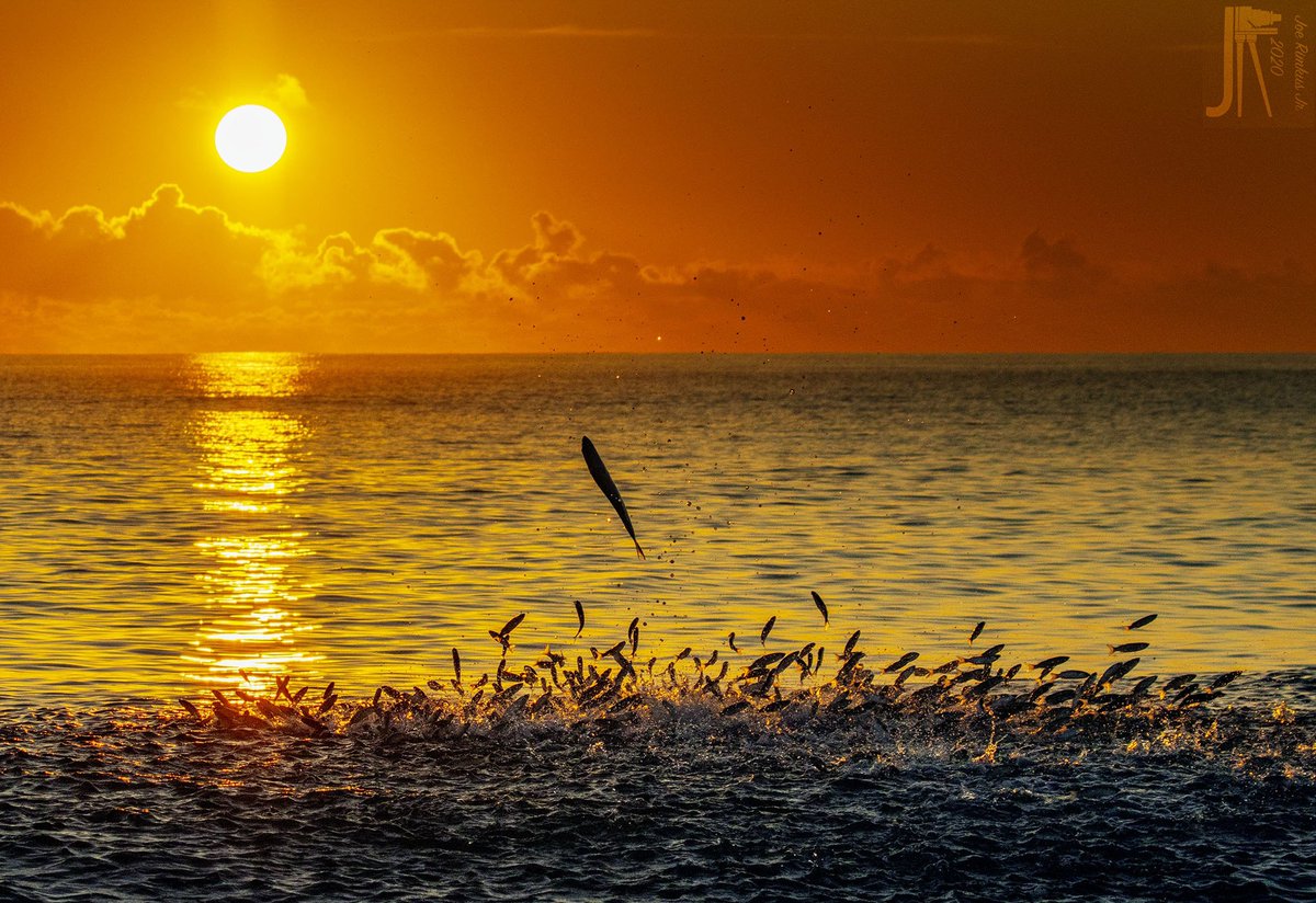 joejrpix's tweet photo. #mullet #flyingfish #holymackerel #leapingfish #sunrise #treasurecoast @CanonUSAimaging #fishing #beachfishing #sky @roam_florida https://t.co/6lhNm3Lmwc