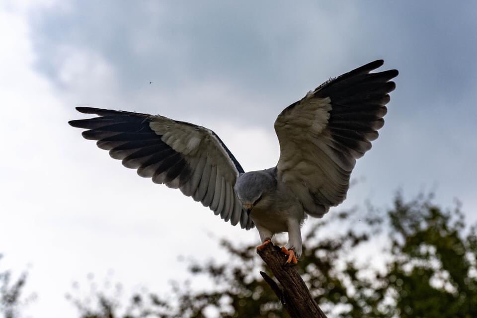 pinokkio2807's tweet photo. Nagenieten met/van gisteren 🦉🦅😊
#kraanvogel #grijzewouw #woestijnbuizerd #holenuiltjes https://t.co/XEVd85Aua5